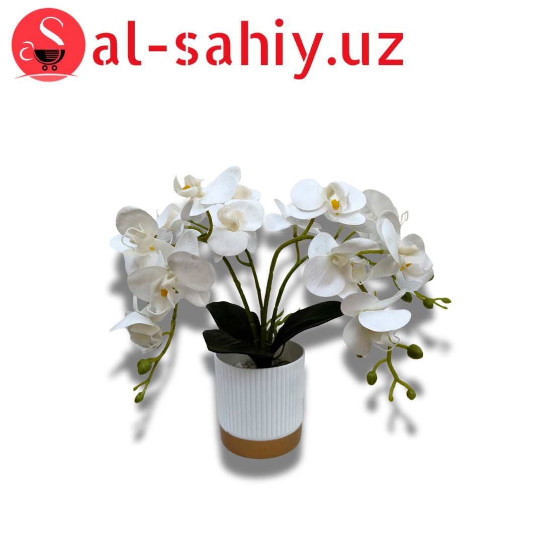 Орхидея гул идиш